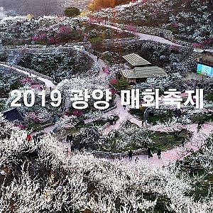 [4K Drone Footage] Gwangyang Prunus mume Festival | 매화향기 품은 섬진강 매화마을 | 광양 매화축제 | DJI Mavic 2 Pro 4K - YouTube