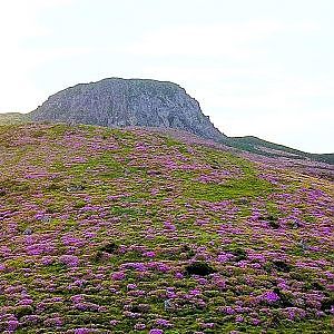 [4K Drone Footage] Spring of Mt. Halla (UNESCO World Natural Heritage) | 한라산의 봄 | DJI Mavic pro 4K - YouTube